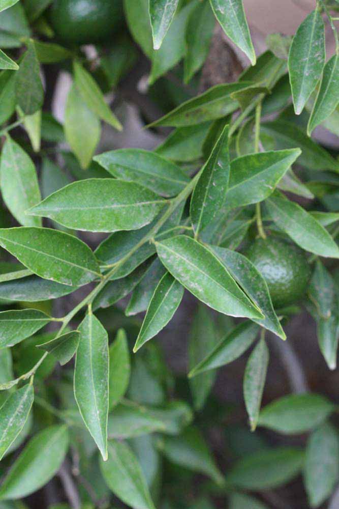              Shade leaves (Riverside, CA)       